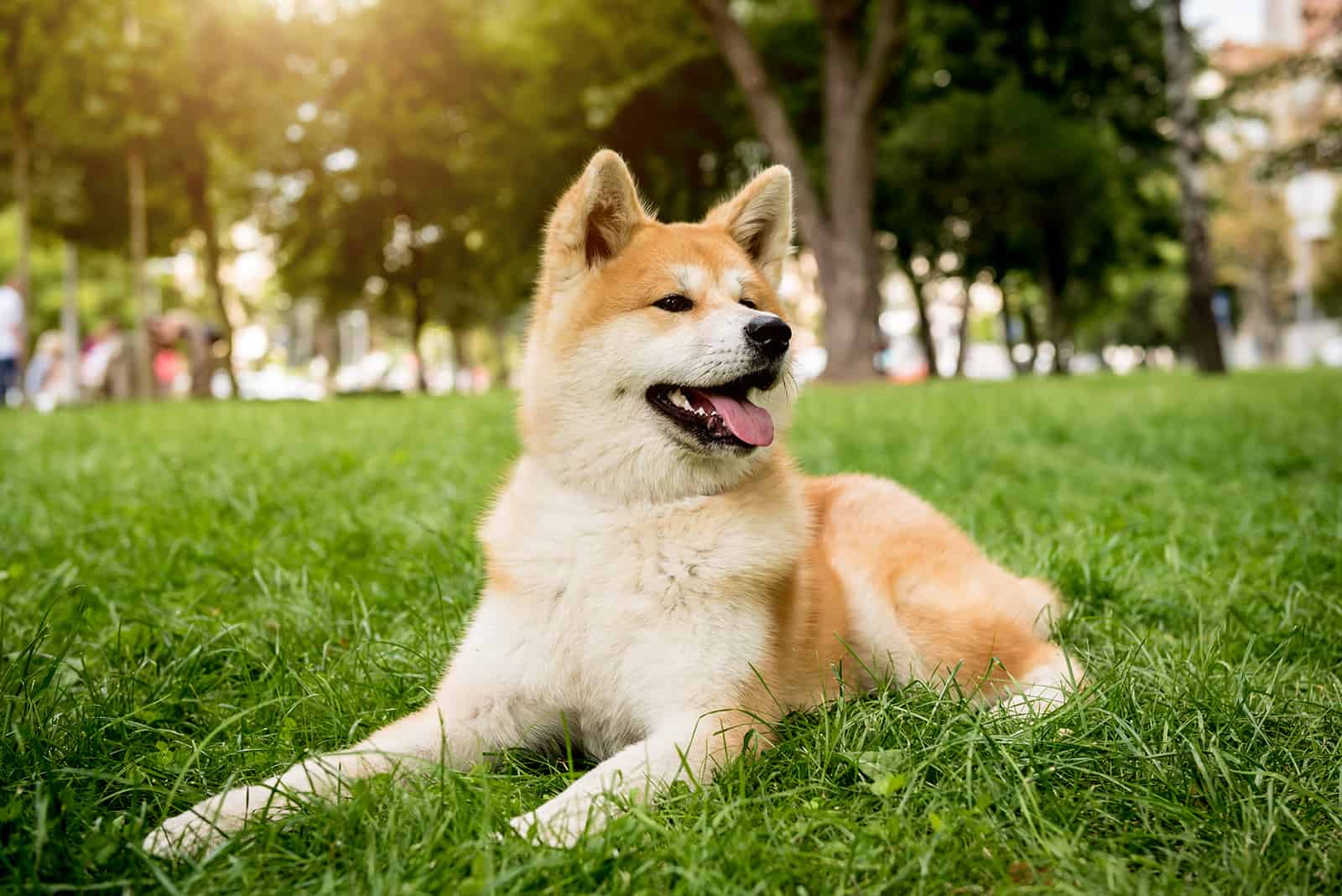akita dog at the park