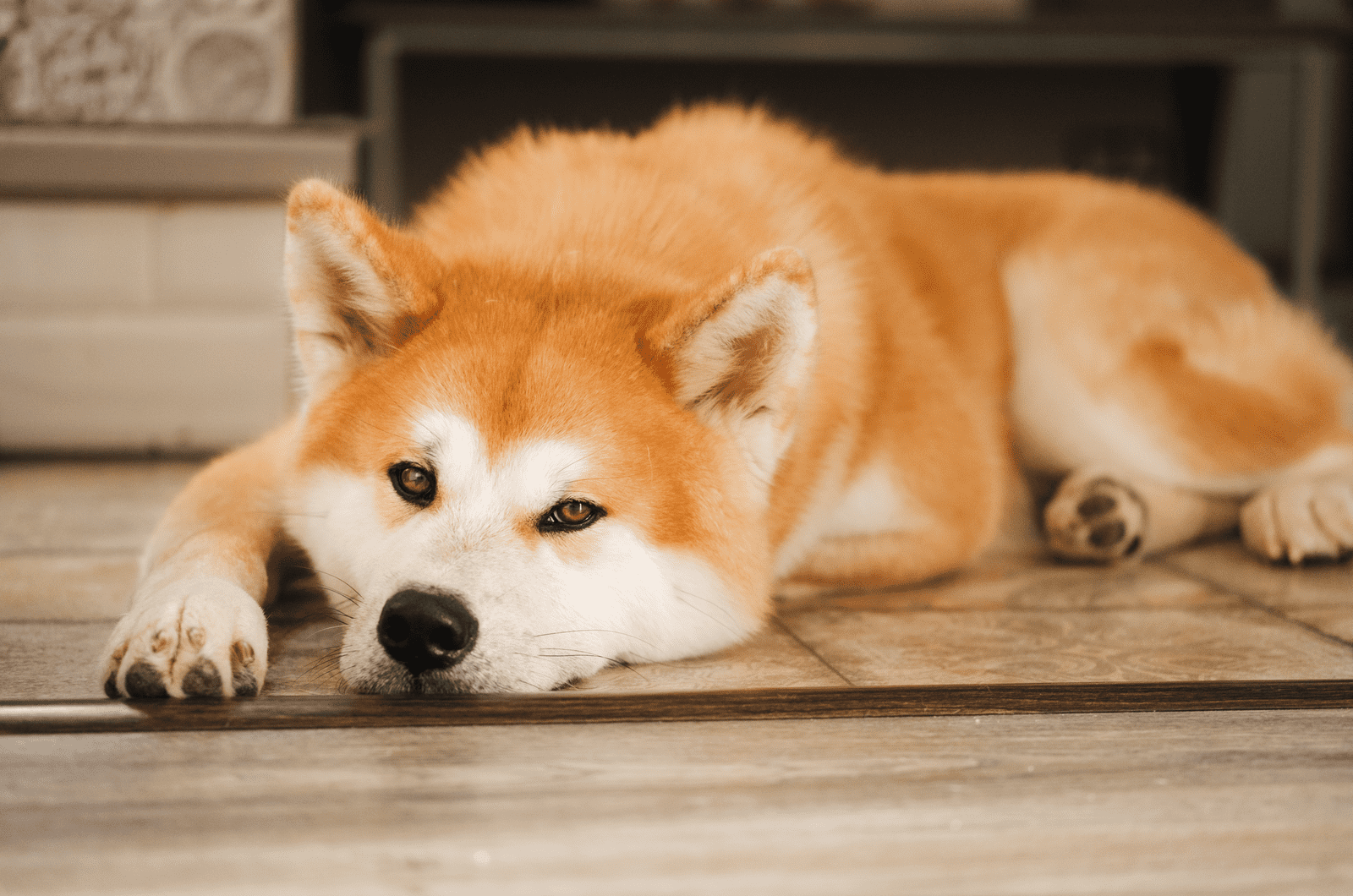 Akita lying on carpet