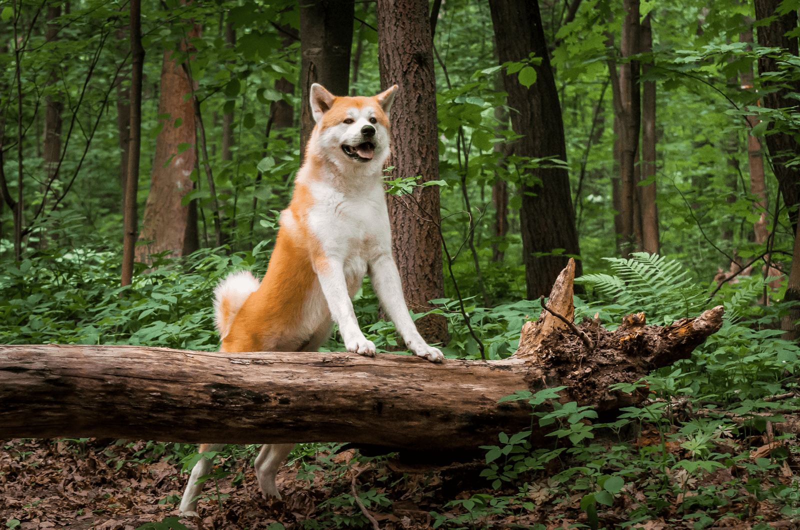 Akita playing in woods