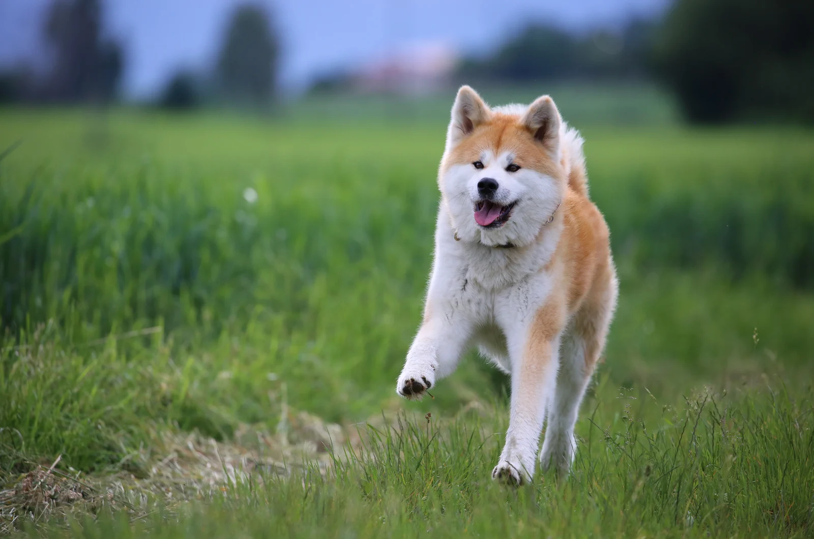 Akita running outside