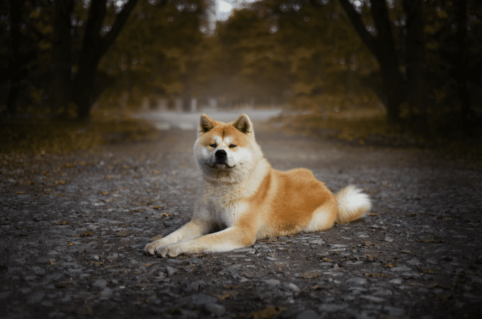 Akita sitting in middle of road