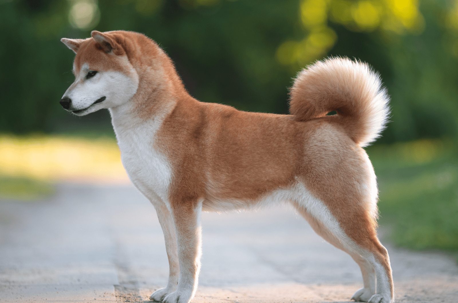 Akita standing looking away