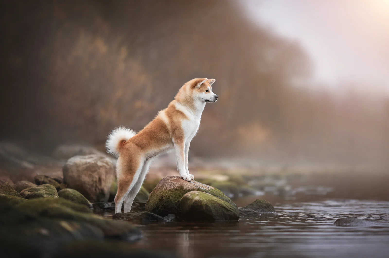 Akita standing outside by water