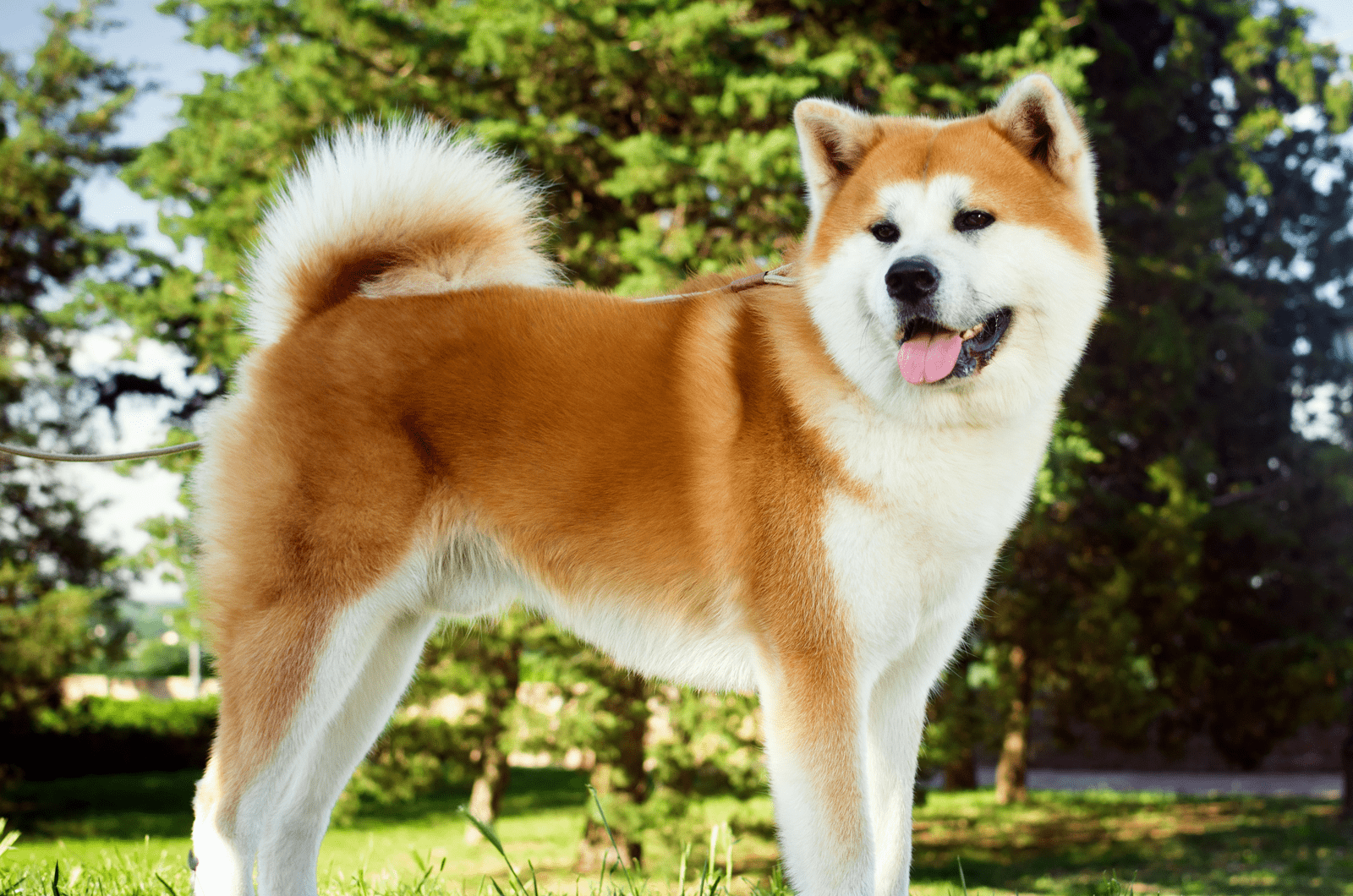 Akita standing outside on grass