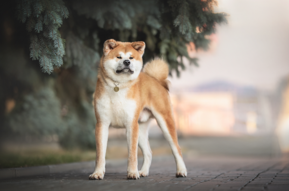Best Akita Breeders In The U.S. 7 Places To Find A Pet
