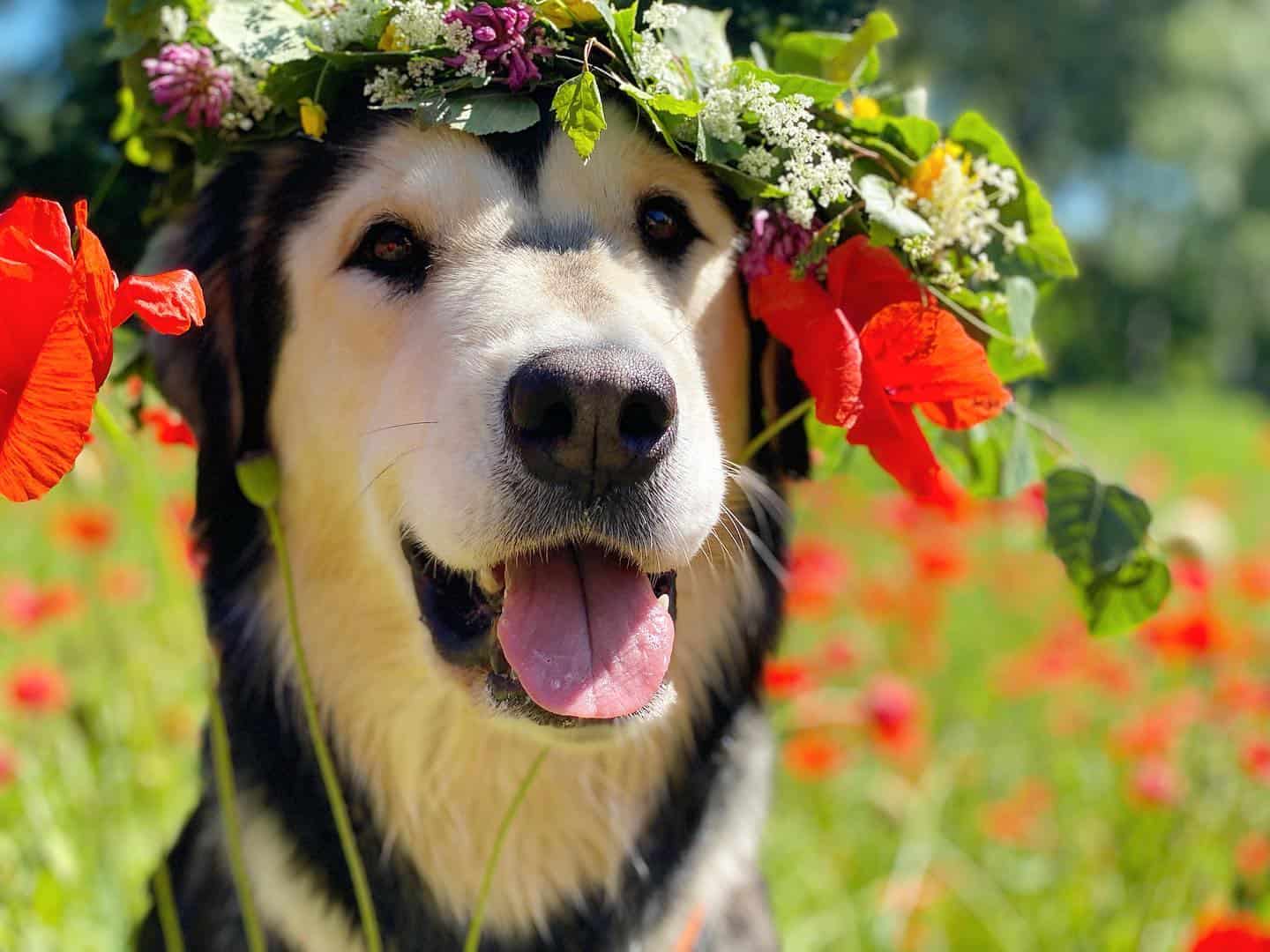 Alaskan Goldenmute dog with flowers