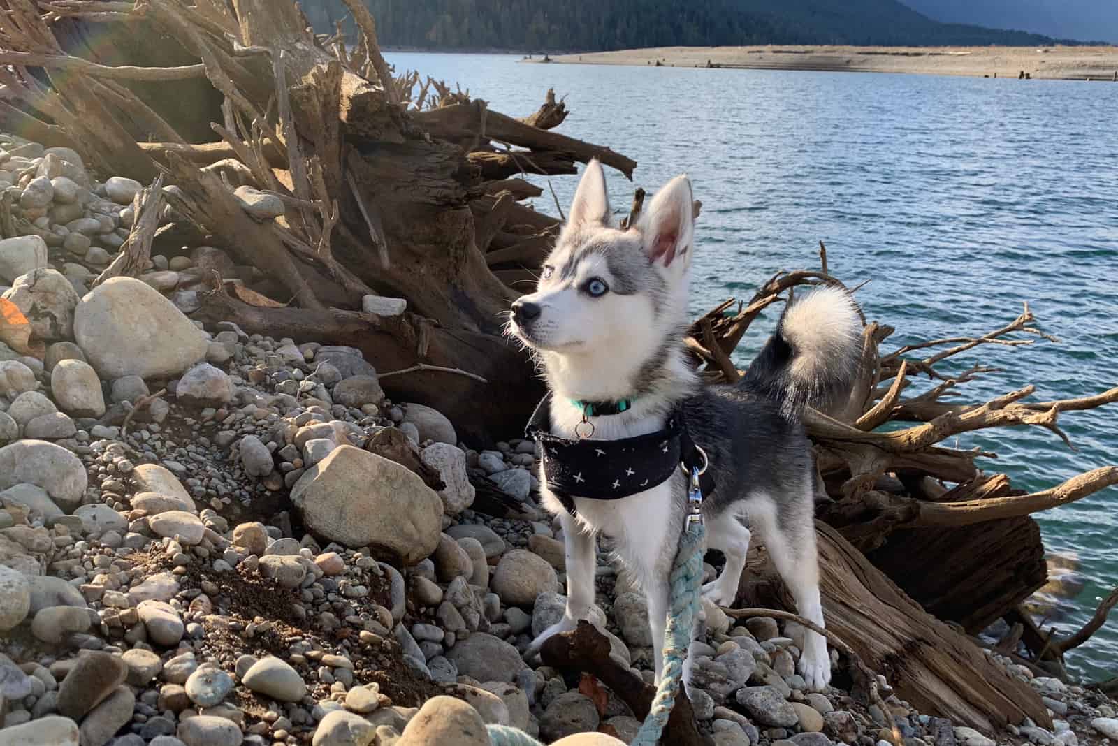 Alaskan Klee Kai