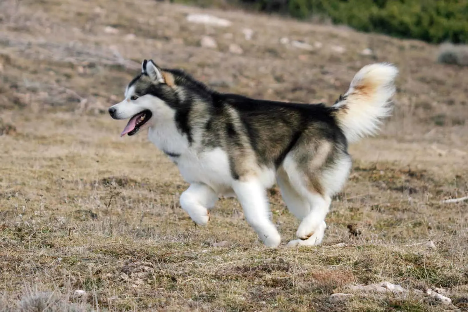 Alaskan Malamute Dog runs on the mountain