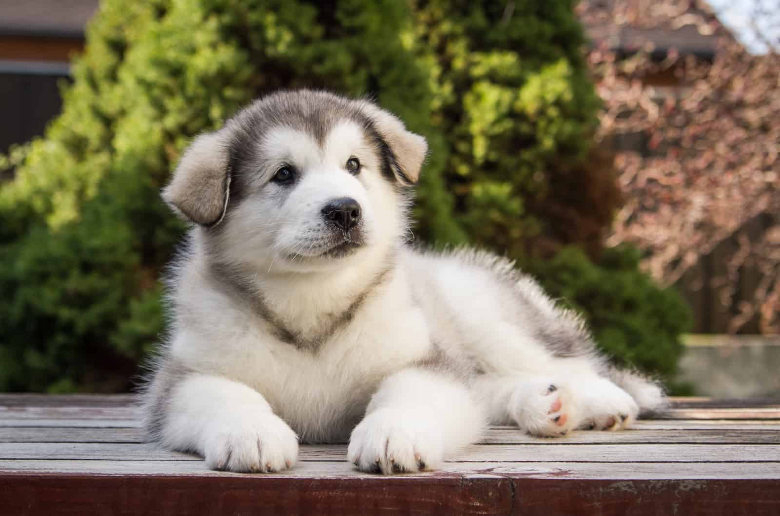 Alaskan Malamute lies on a wooden base