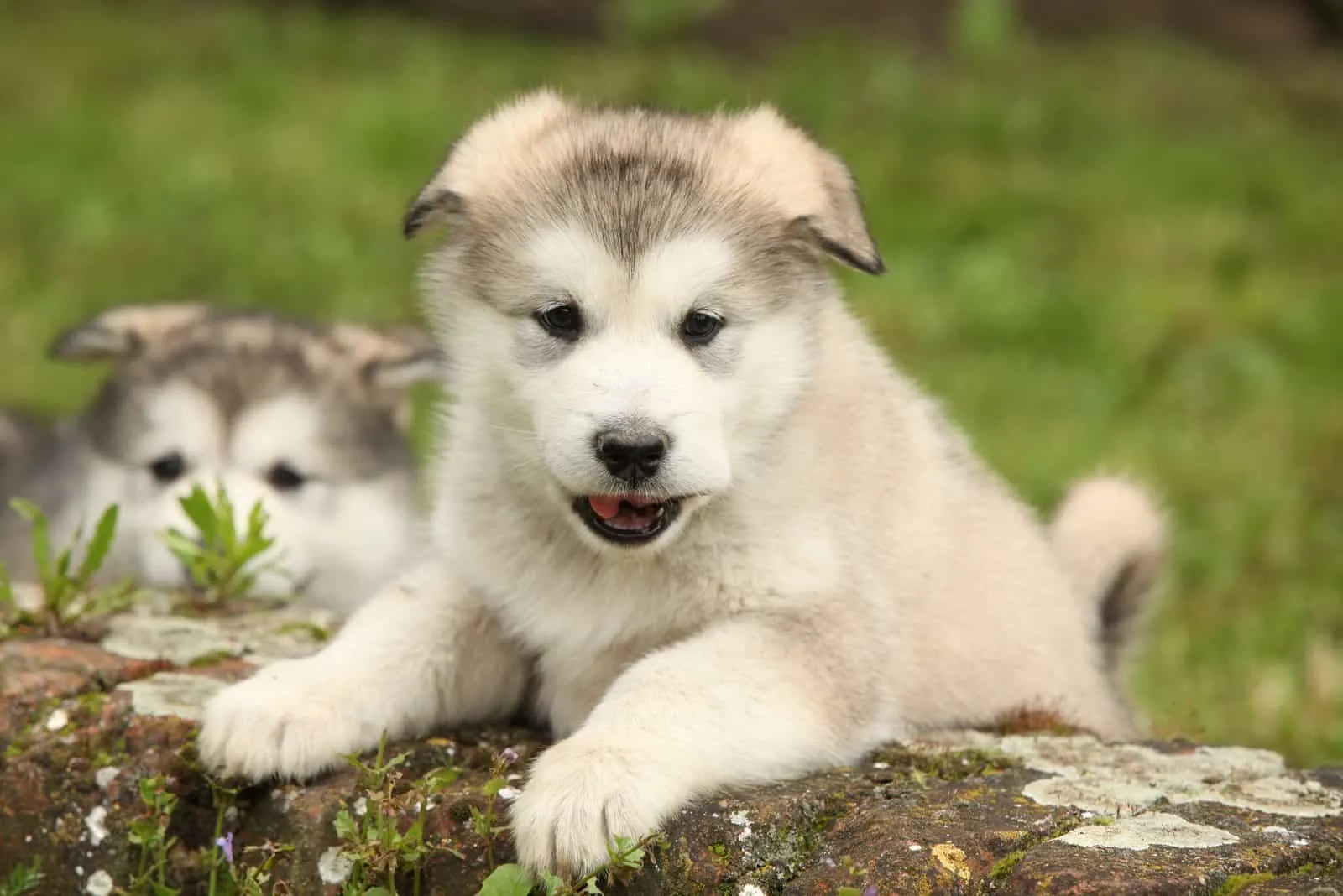 Alaskan Malamute puppy climbs while it looking at you