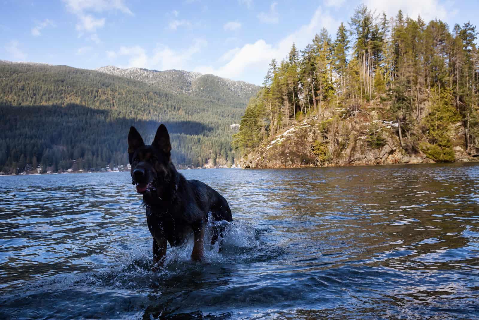 Alaskan Noble Companion Dog