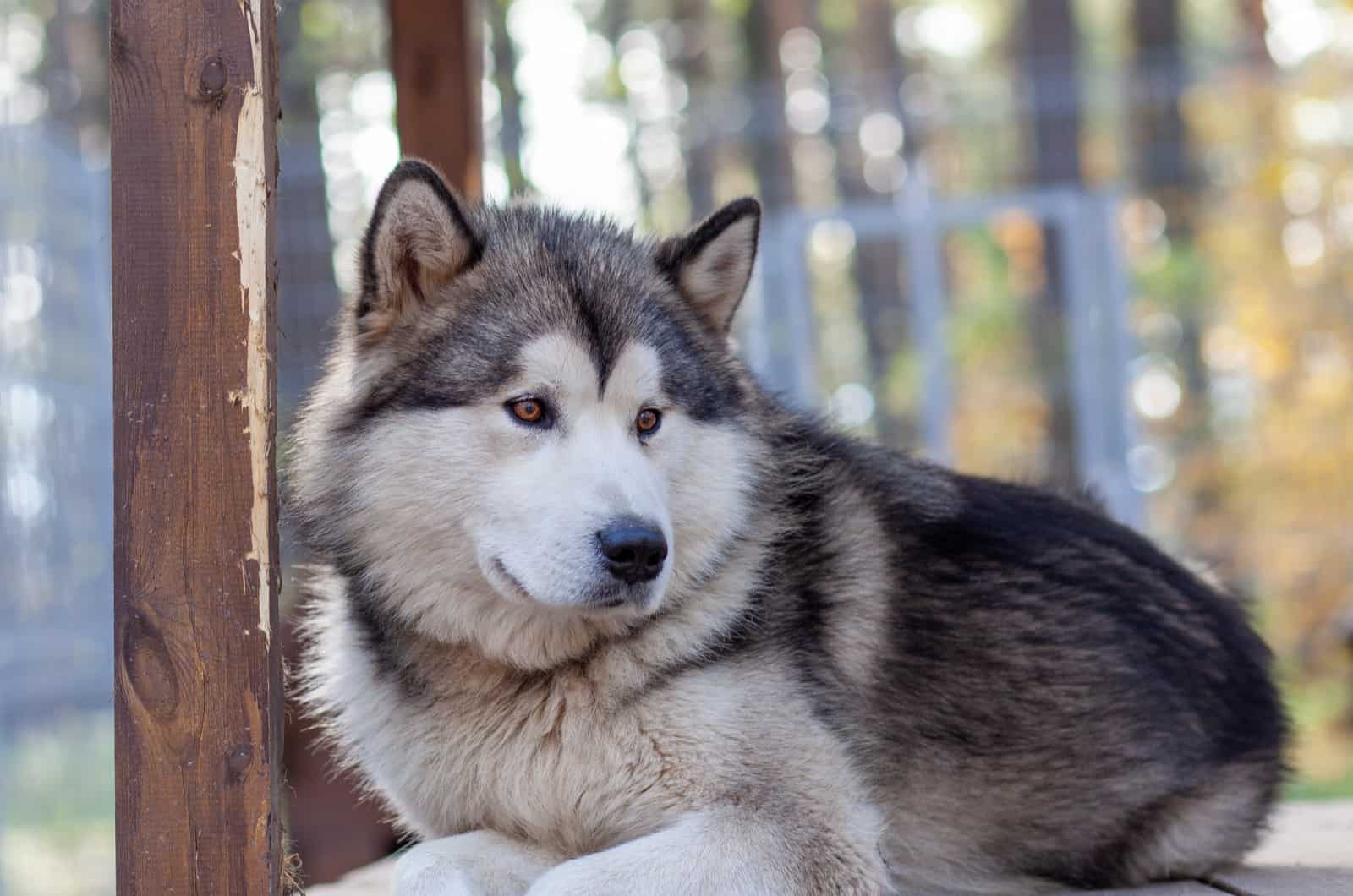 Alaskan Shepherd