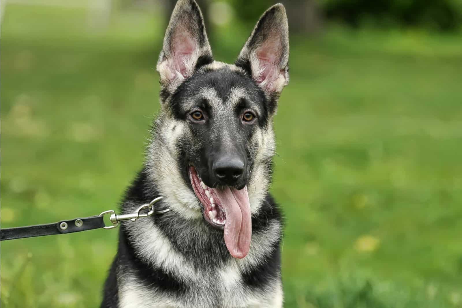 American Alsatian