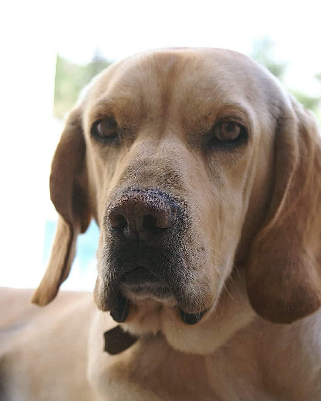 American Gointer dog posing