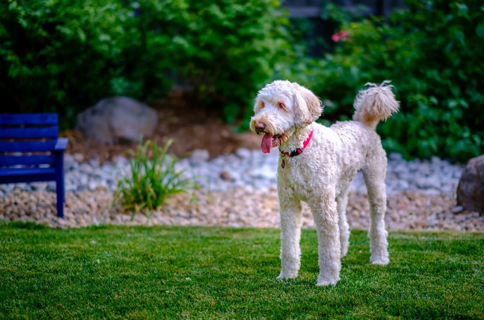 An Australian Labradoodle puppy stands in the park