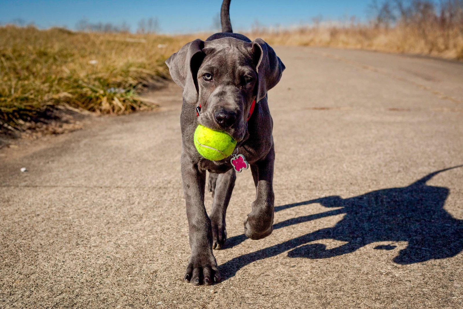 An adorable great Dane puppy carrying a tennis ball in its mouth