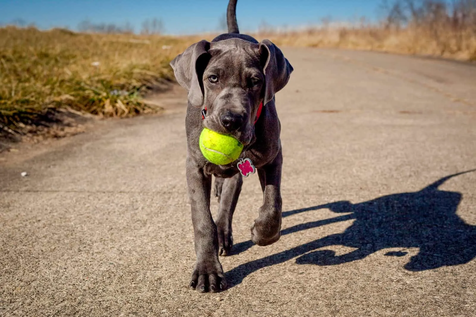 An adorable great Dane puppy carrying a tennis ball in its mouth