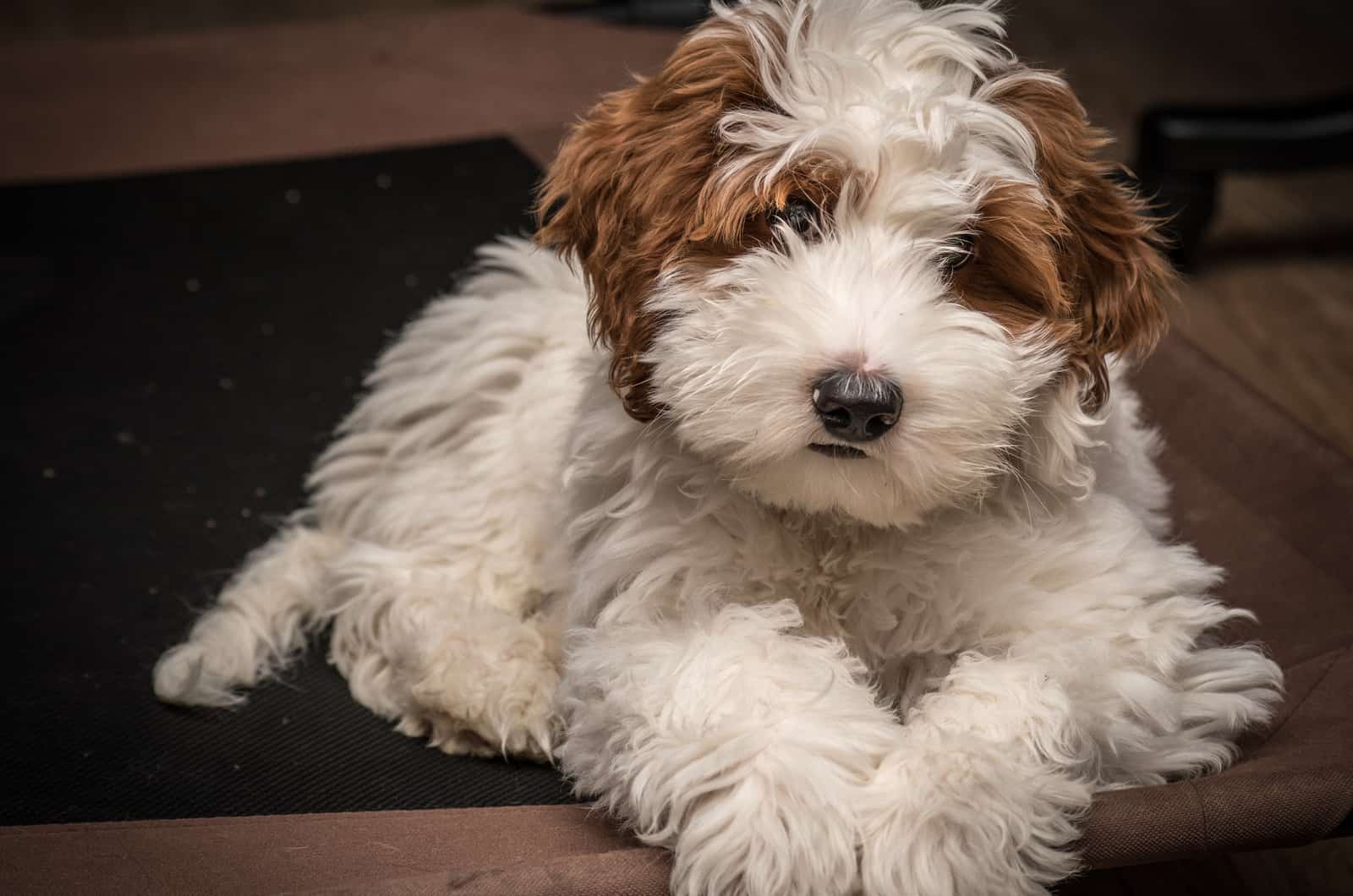 Australian Labradoodle lies and rests