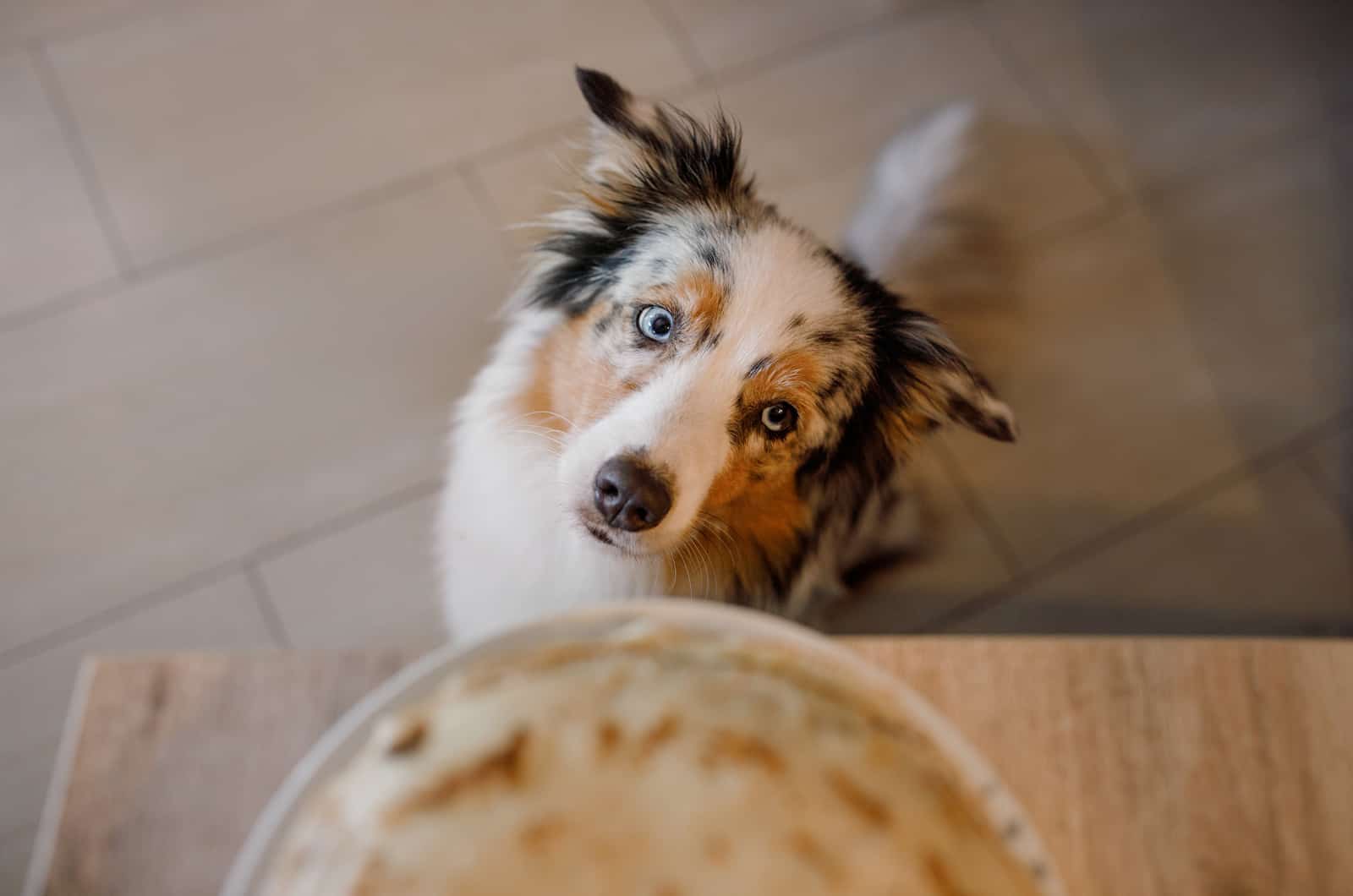 Australian Shepherd Feeding Chart: All On Aussie’s Diet