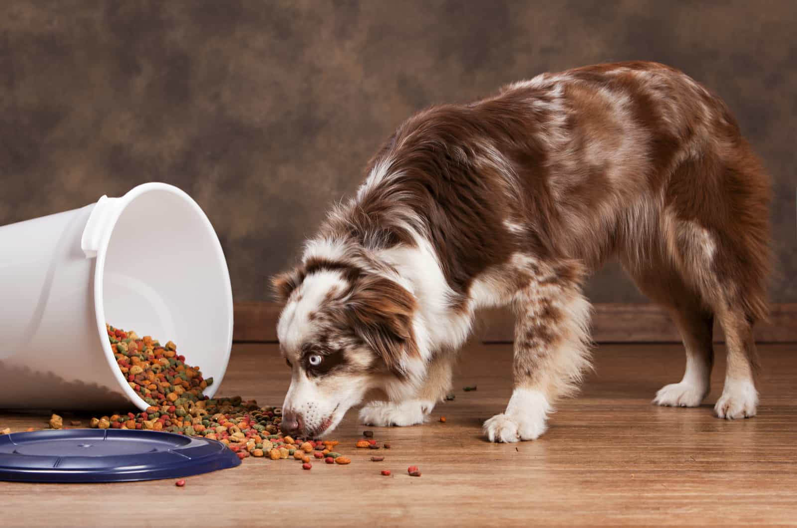 Australian Shepherd eating dog food on floor