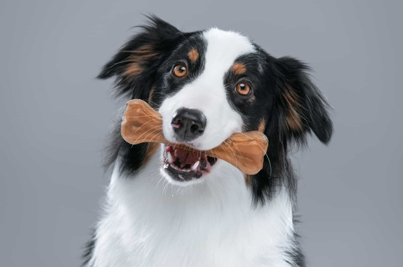 Australian Shepherd with treat in mouth