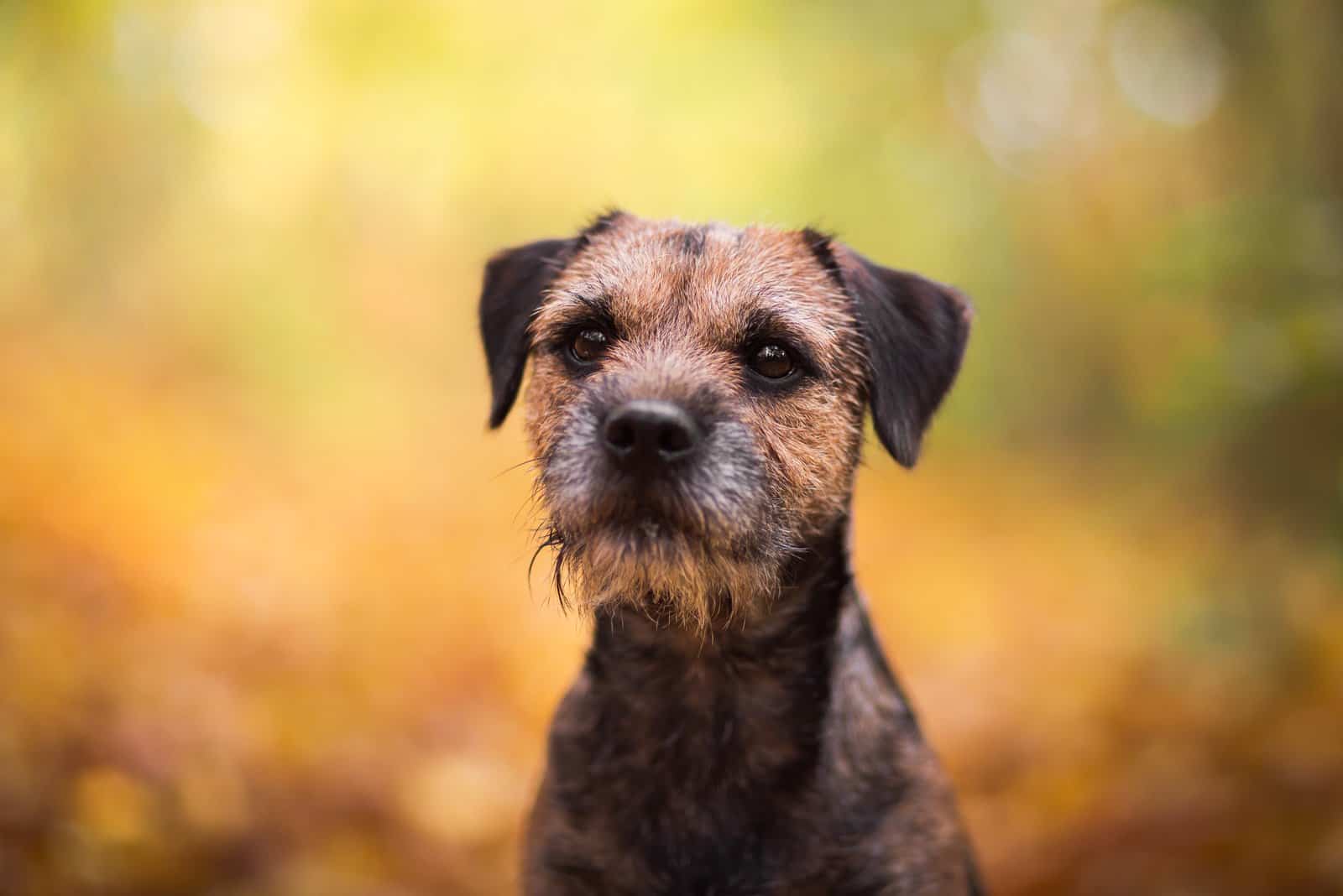 Autumn dog portrait Border terrier