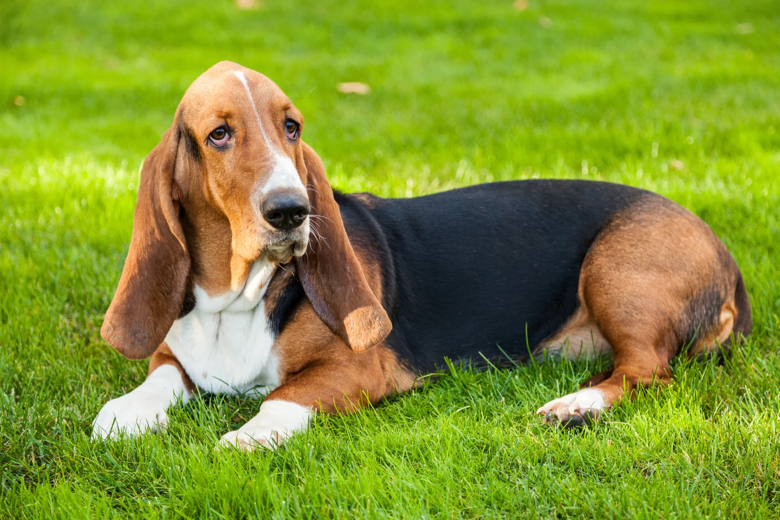 Basset Hound is lying on the grass