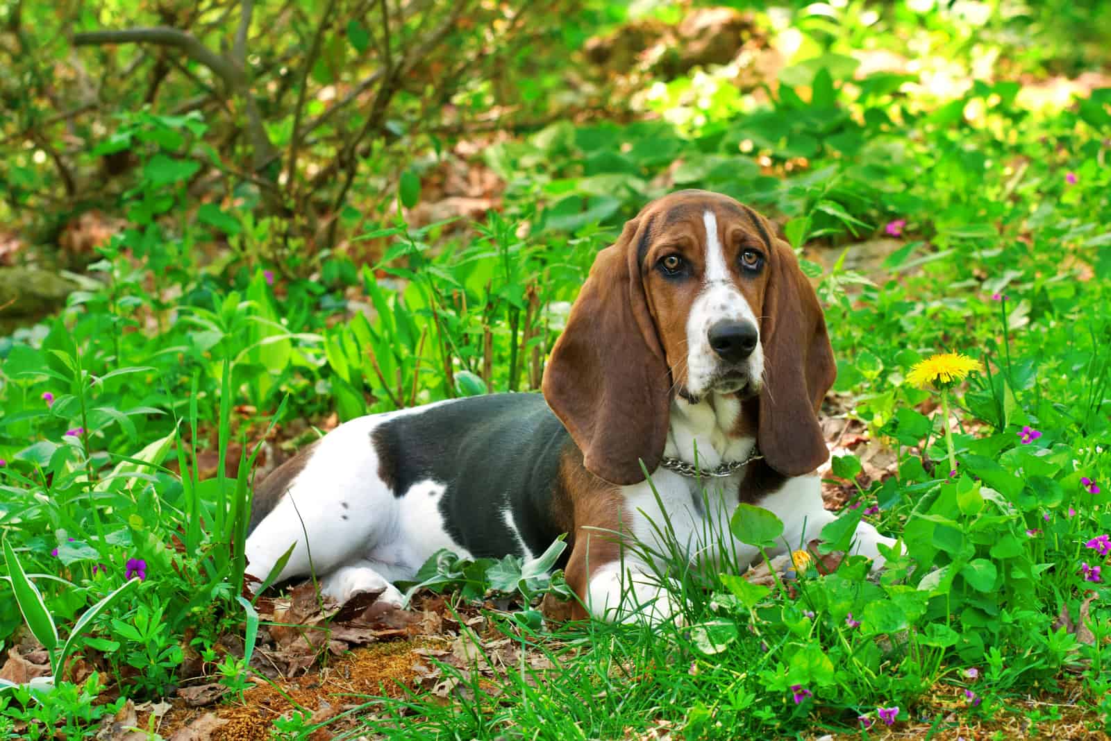 Basset Hound lies on the green grass and looks ahead
