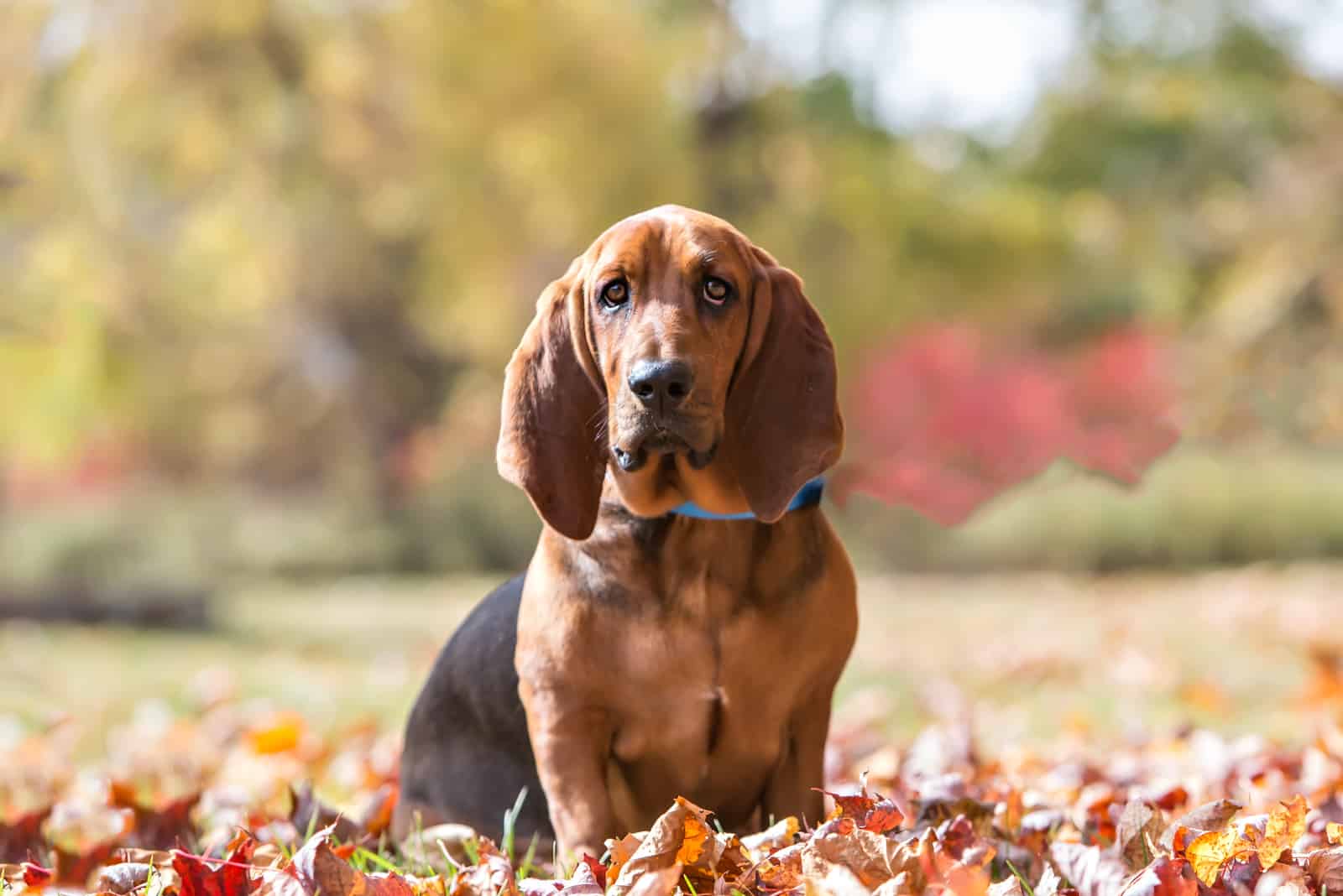 Basset Hound sits in a park on a leaf