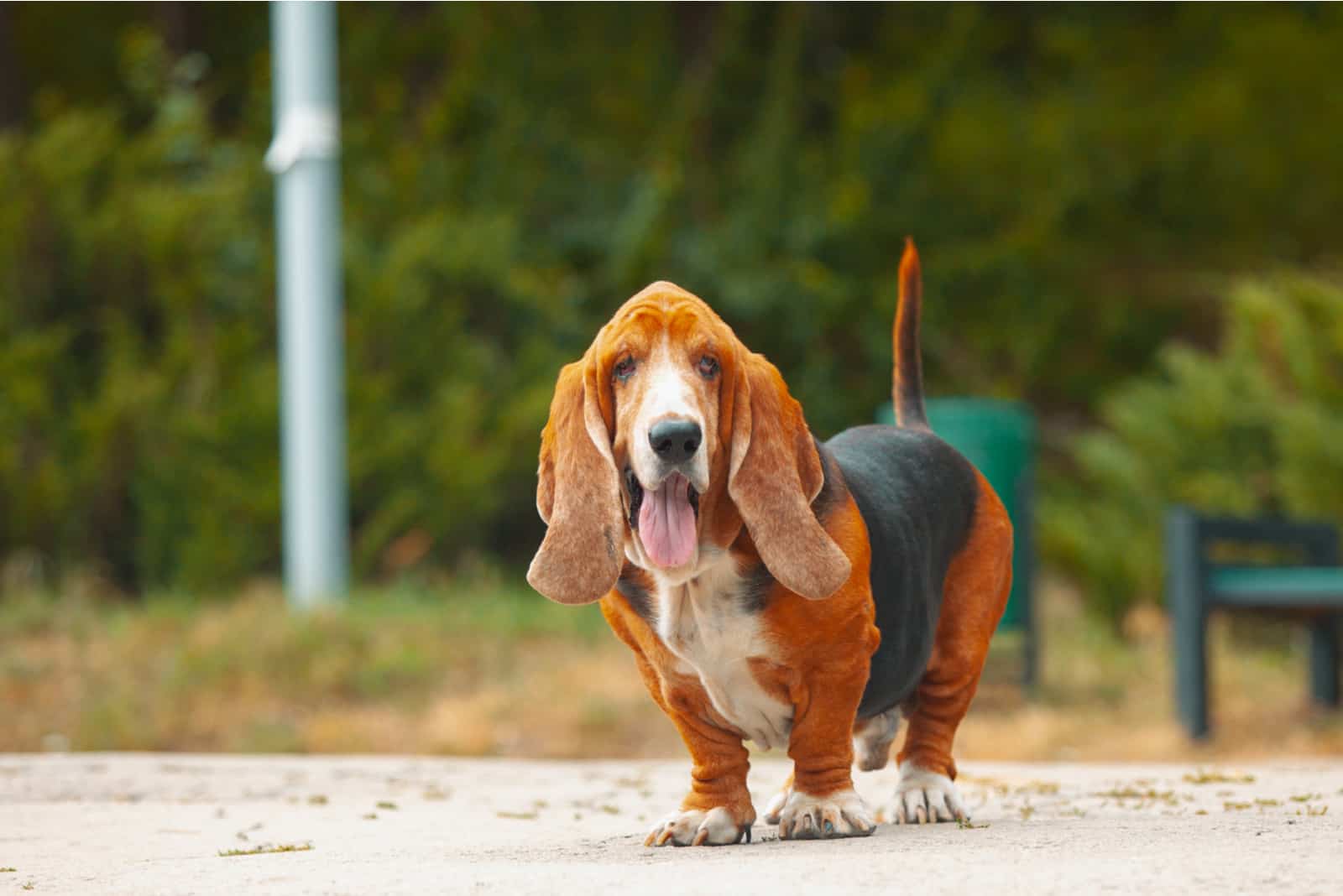 Basset Hound stands and stares ahead