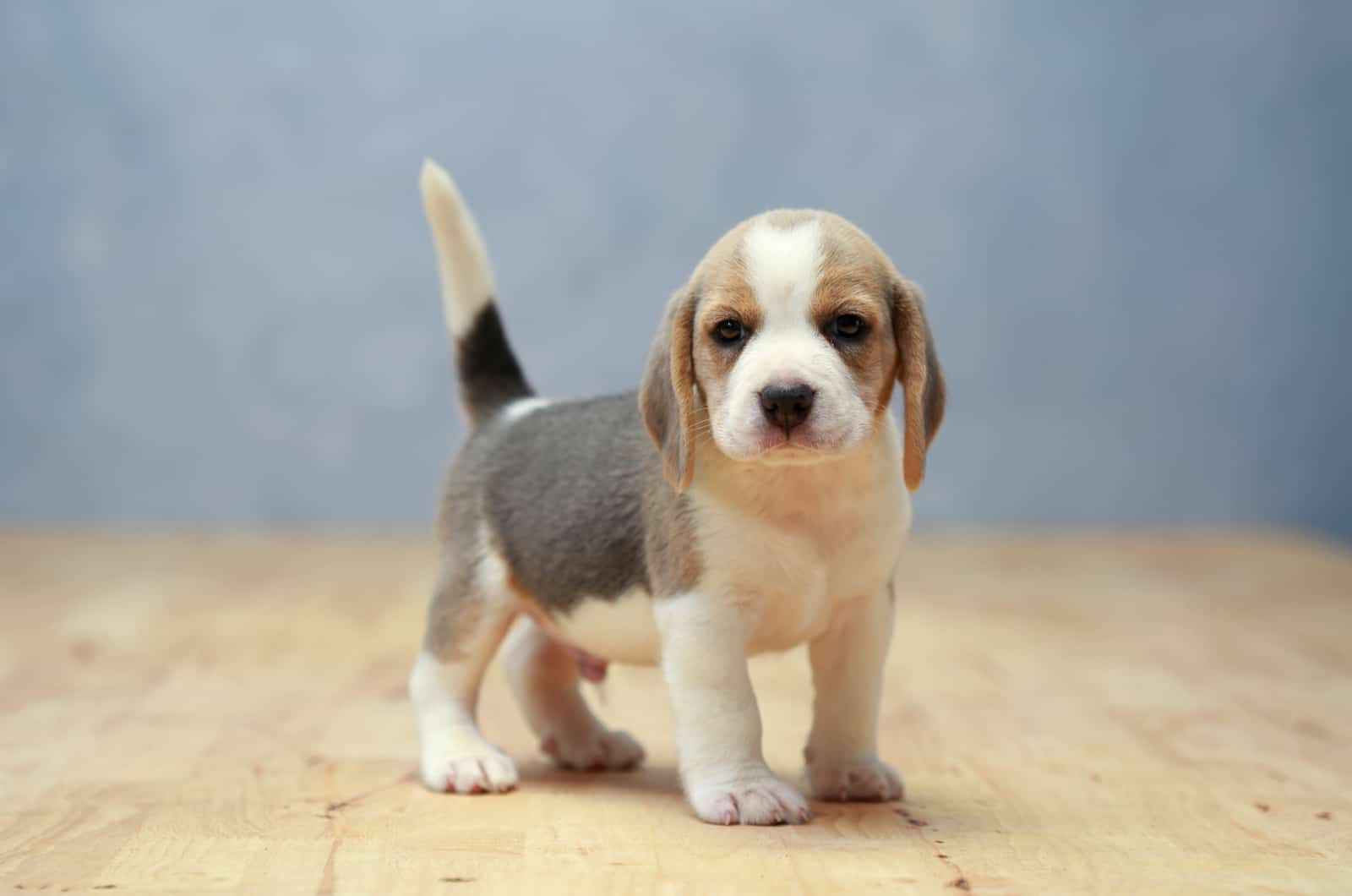 Beagle Puppy stands and looks at the camera