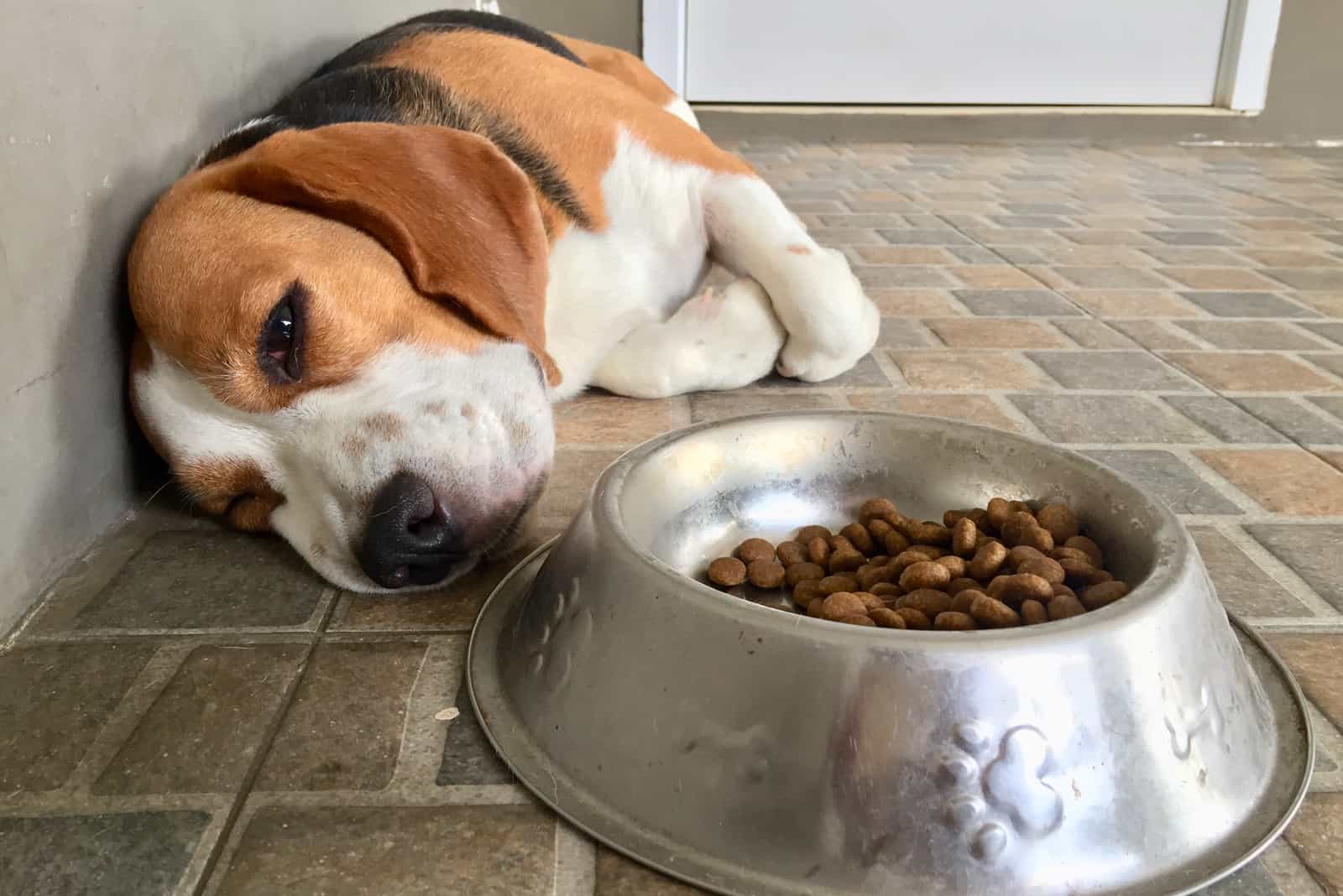 Beagle dog in pain have anorexia