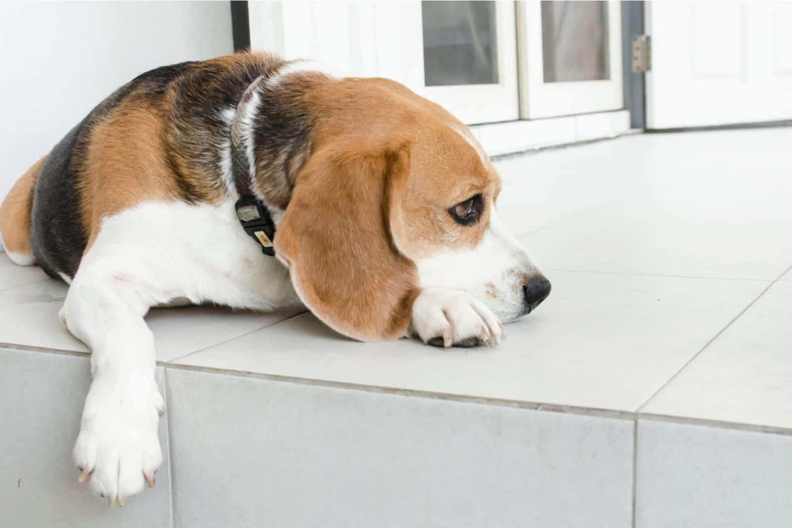 Beagle lies down and watches sadly