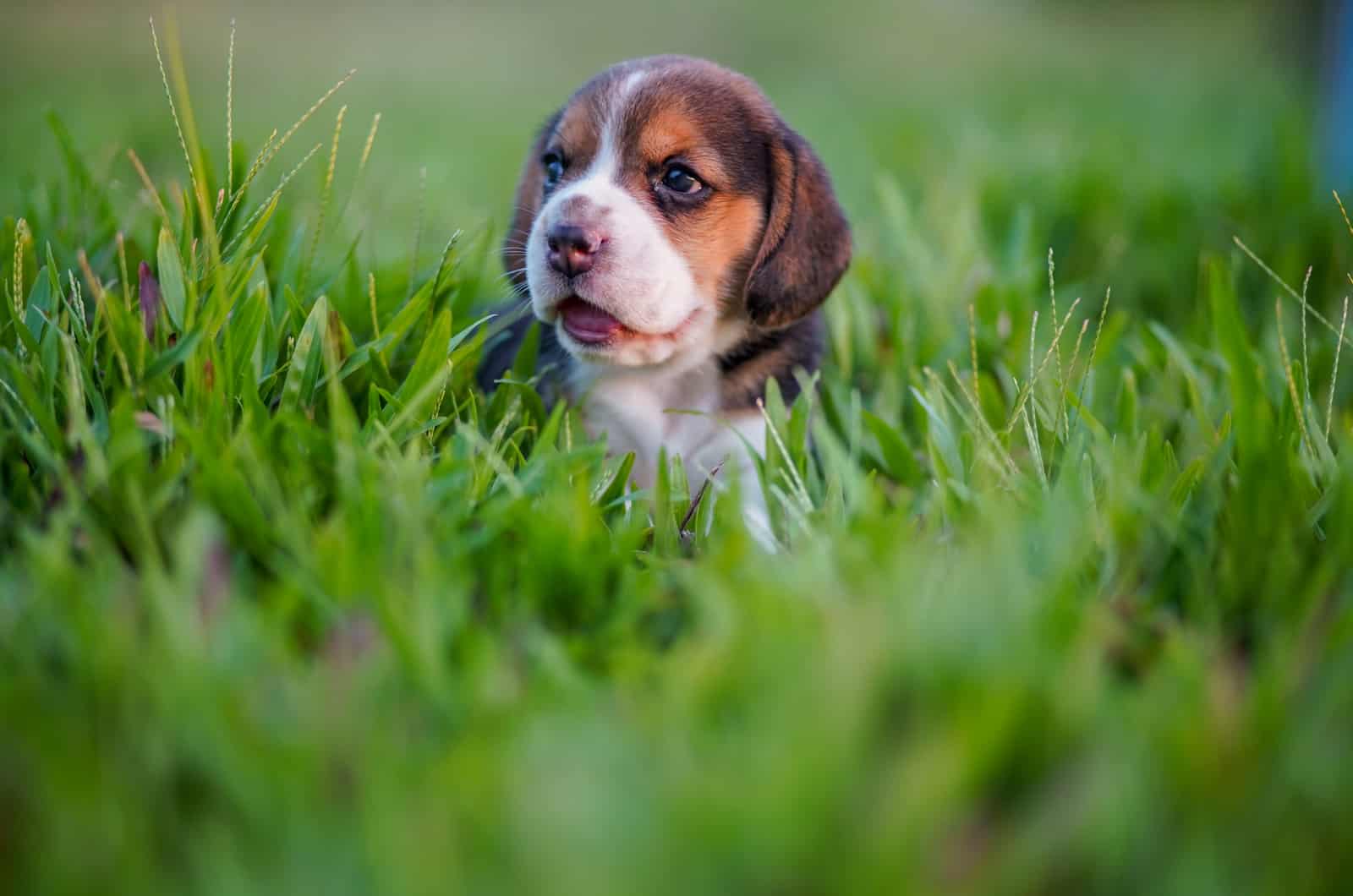 Beagle puppy lies in the grass