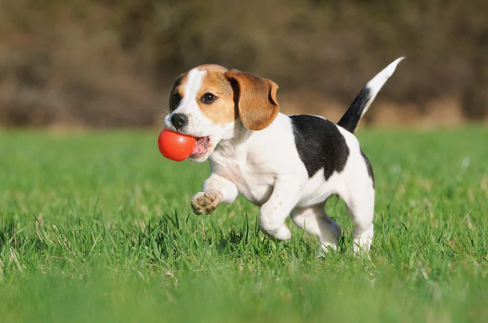 Beagle runs with the ball in his mouth