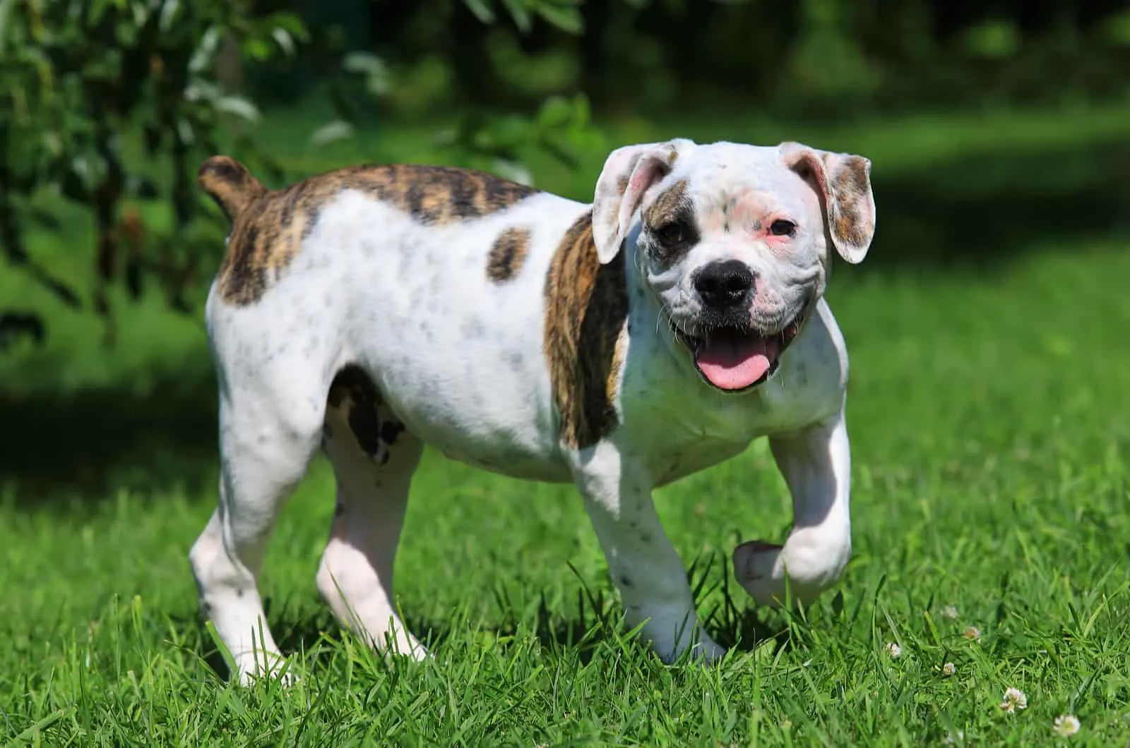 Beautiful American Bulldog puppy standing on the grass