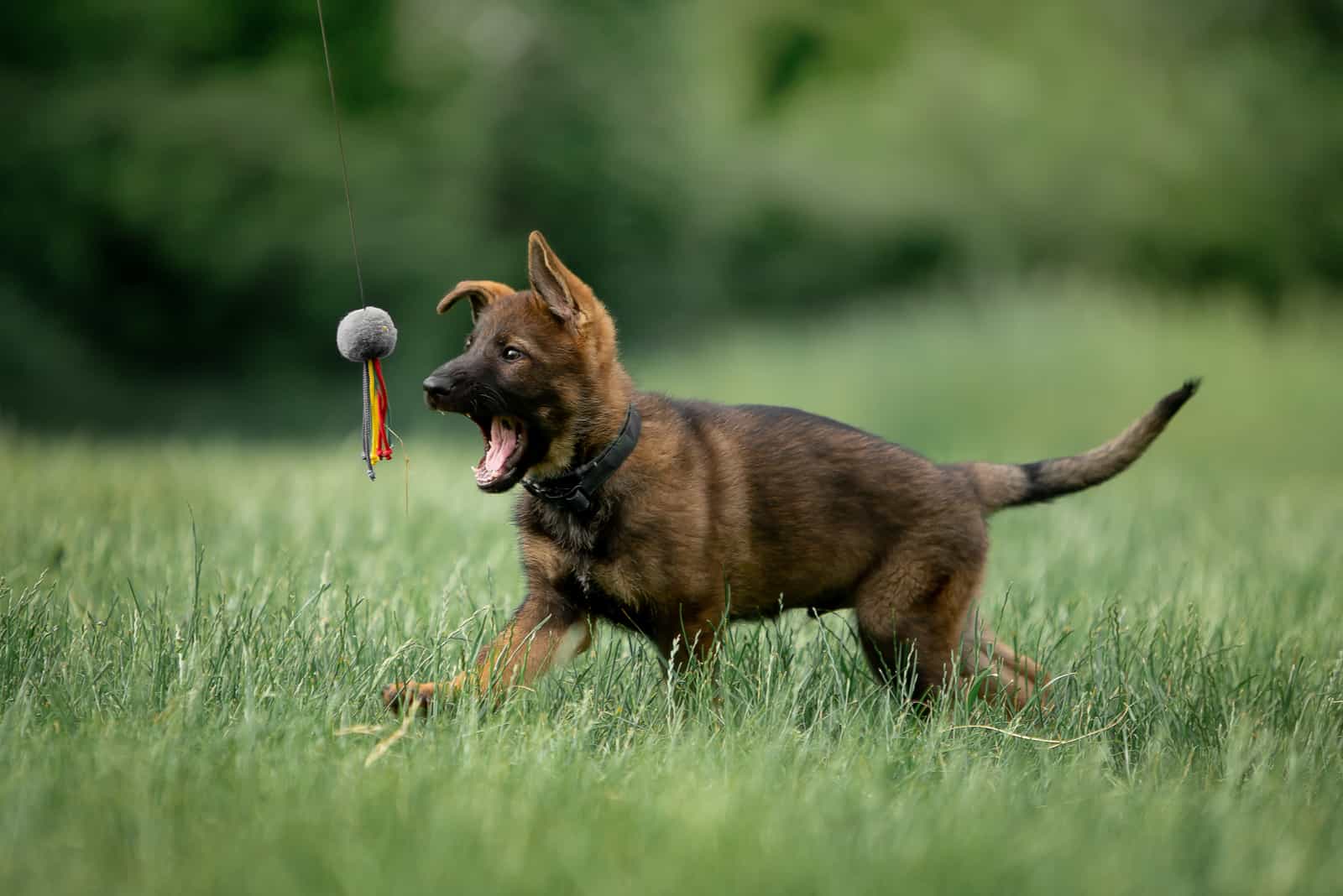 Beautiful German Shepherd puppies running in a green field