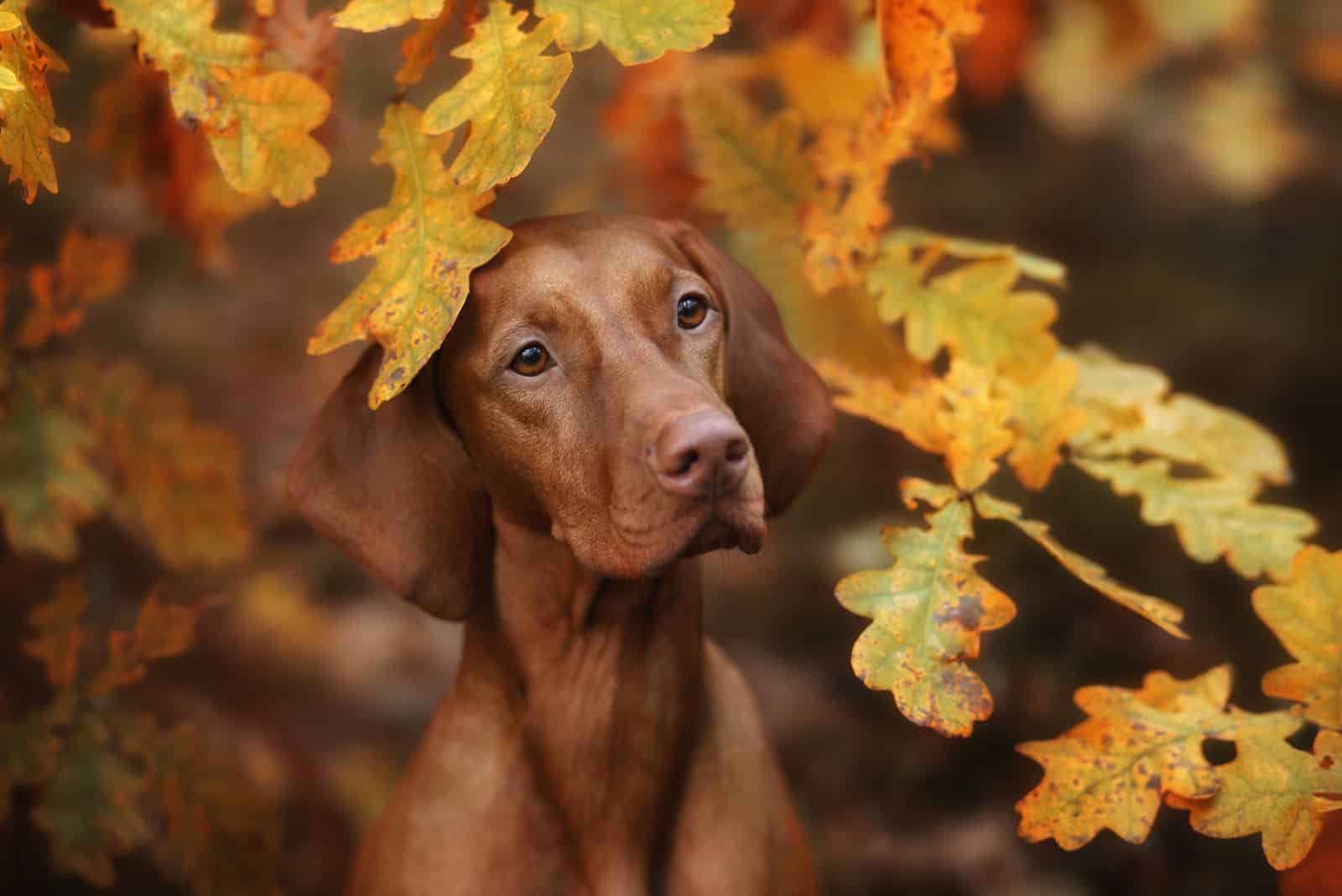 Beautiful Vizsla dog in the autumn leaves