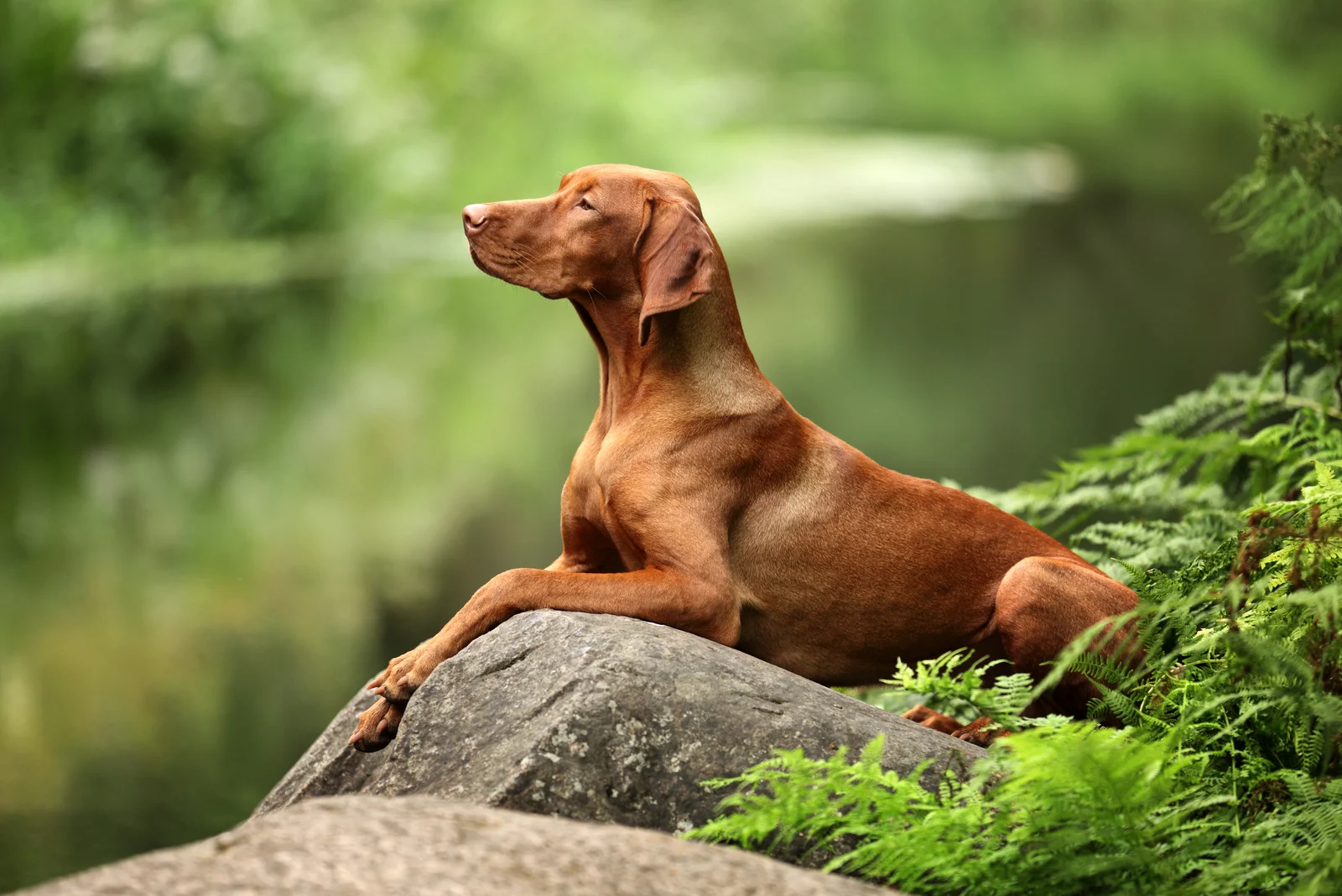 Beautiful dog Vizsla laying on a rock