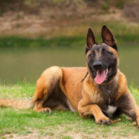 Belgian Malinois sitting on grass