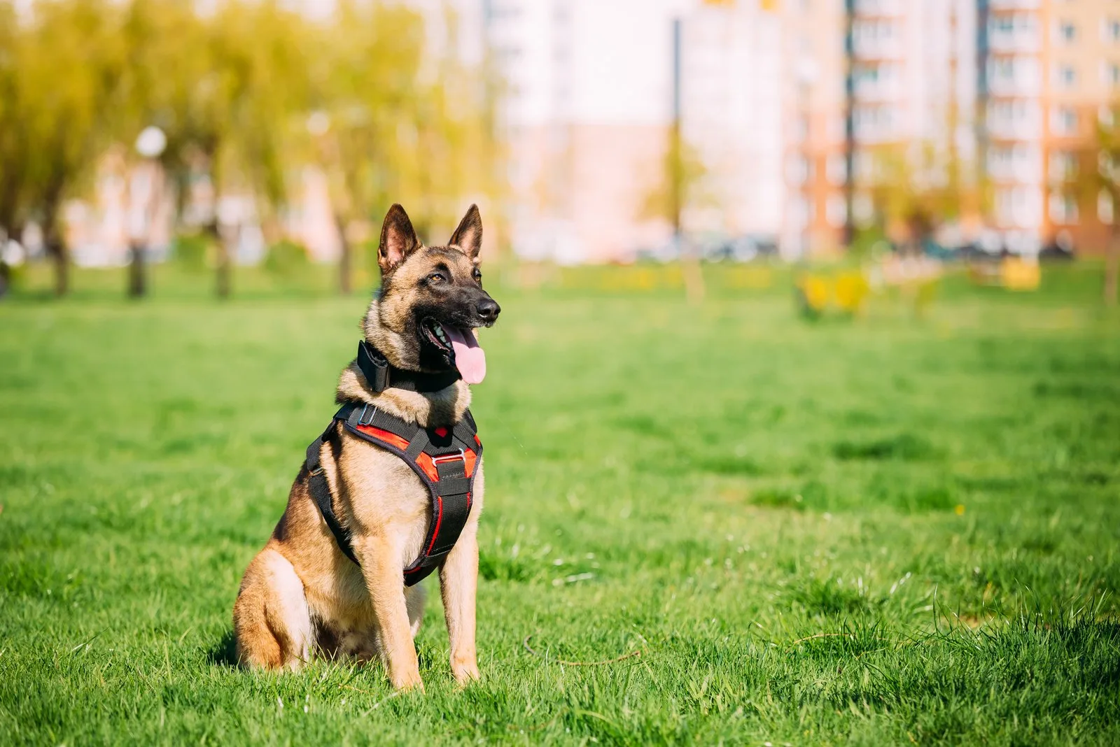 Belgian Malinois sitting on grass