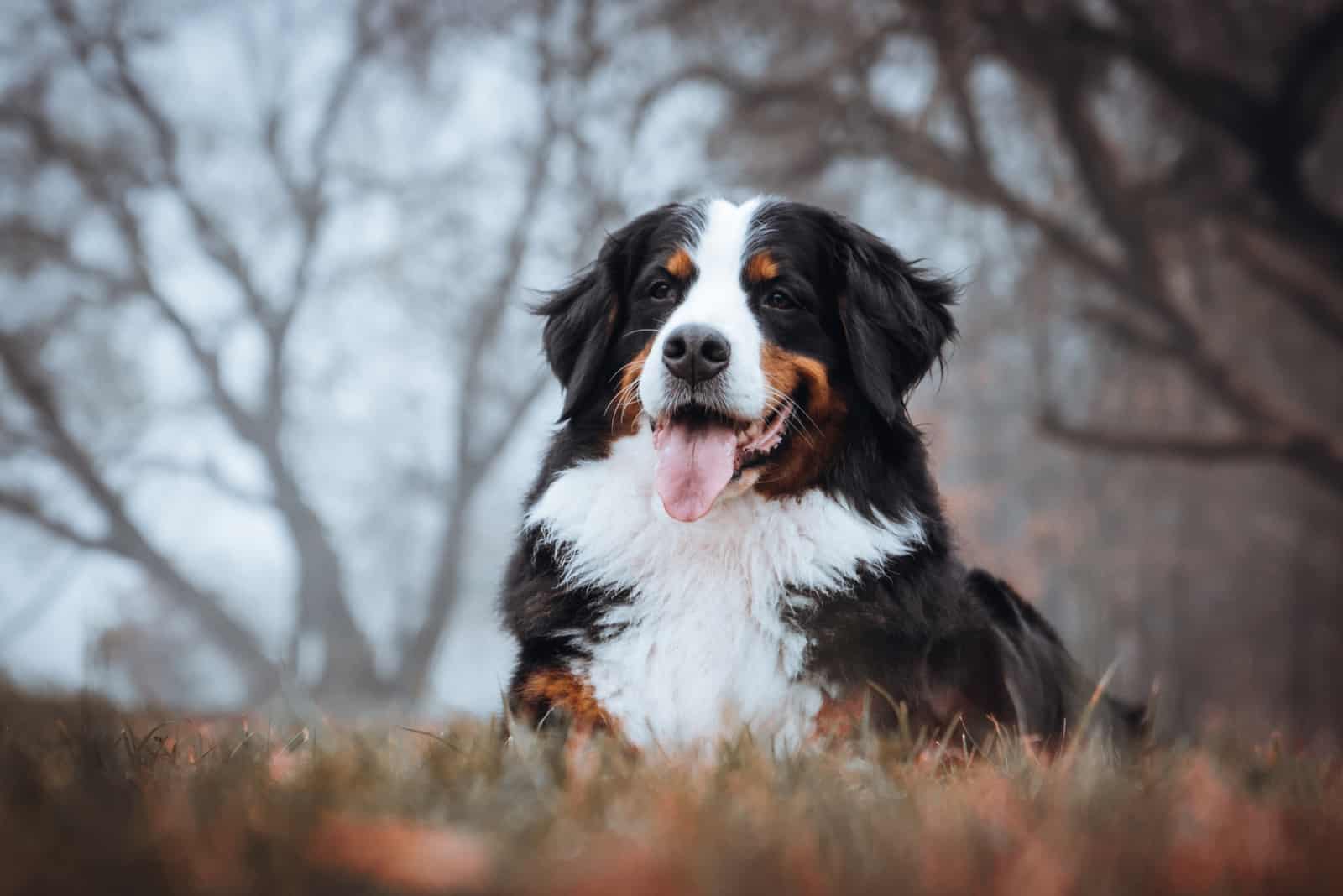 Bernese Mountain Dog sitting on grass