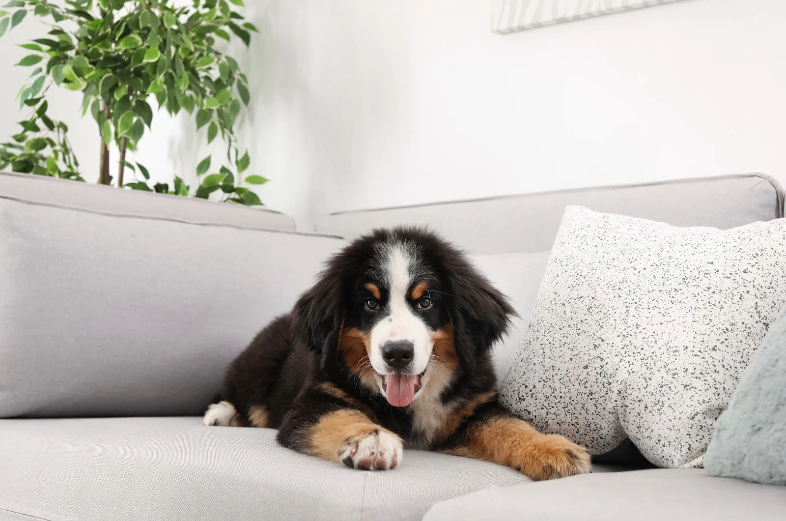 Bernese Mountain puppy is lying on the couch
