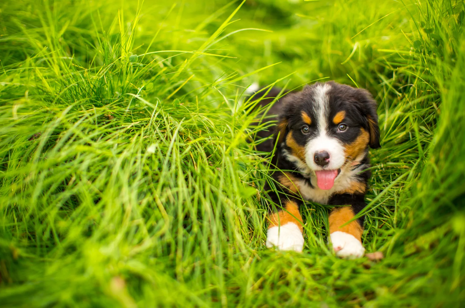Bernese Mountain puppy lies in the green grass