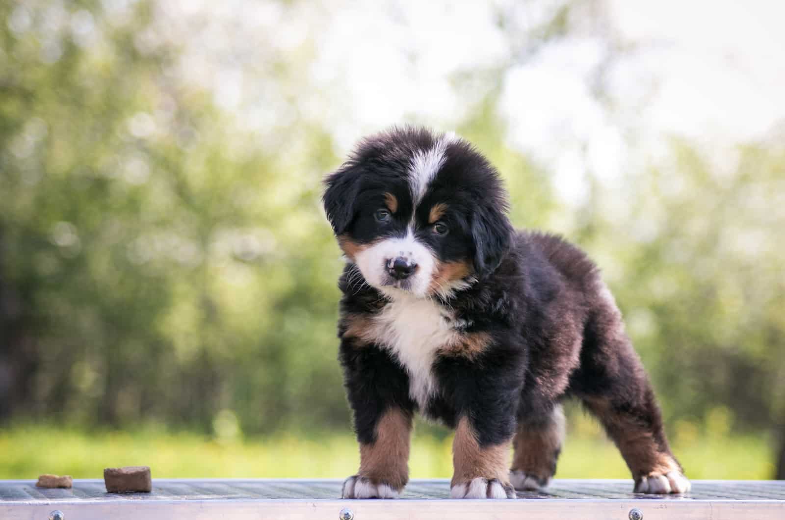 Bernese Mountain puppy stands and looks in front of him