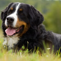 bernese mountain dog