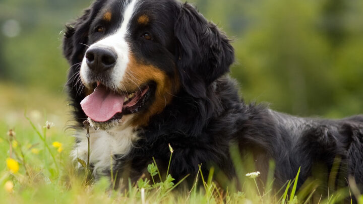 Best 5 Bernese Mountain Dog Breeders In California