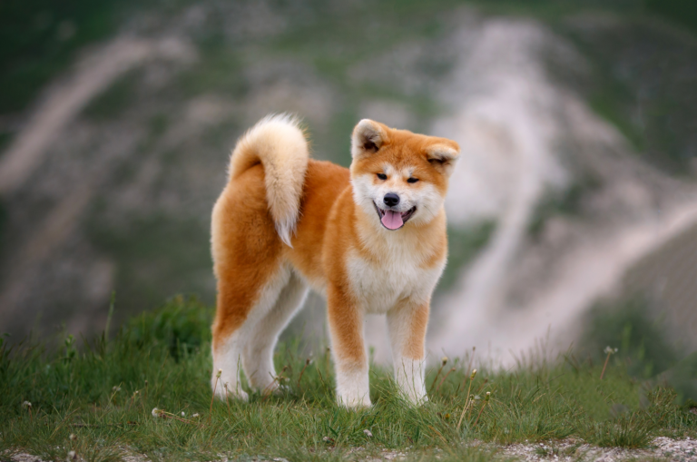 Akita standing outside