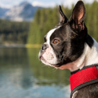 boston terrier photographed near a lake