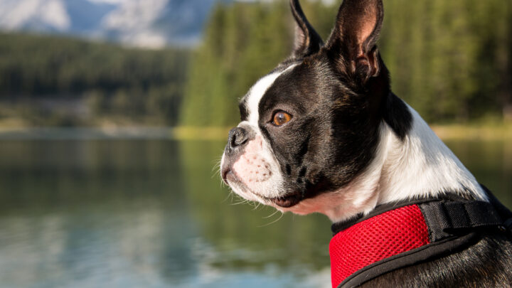 Best Boston Terrier Breeders In Ontario To Buy A New Pet From